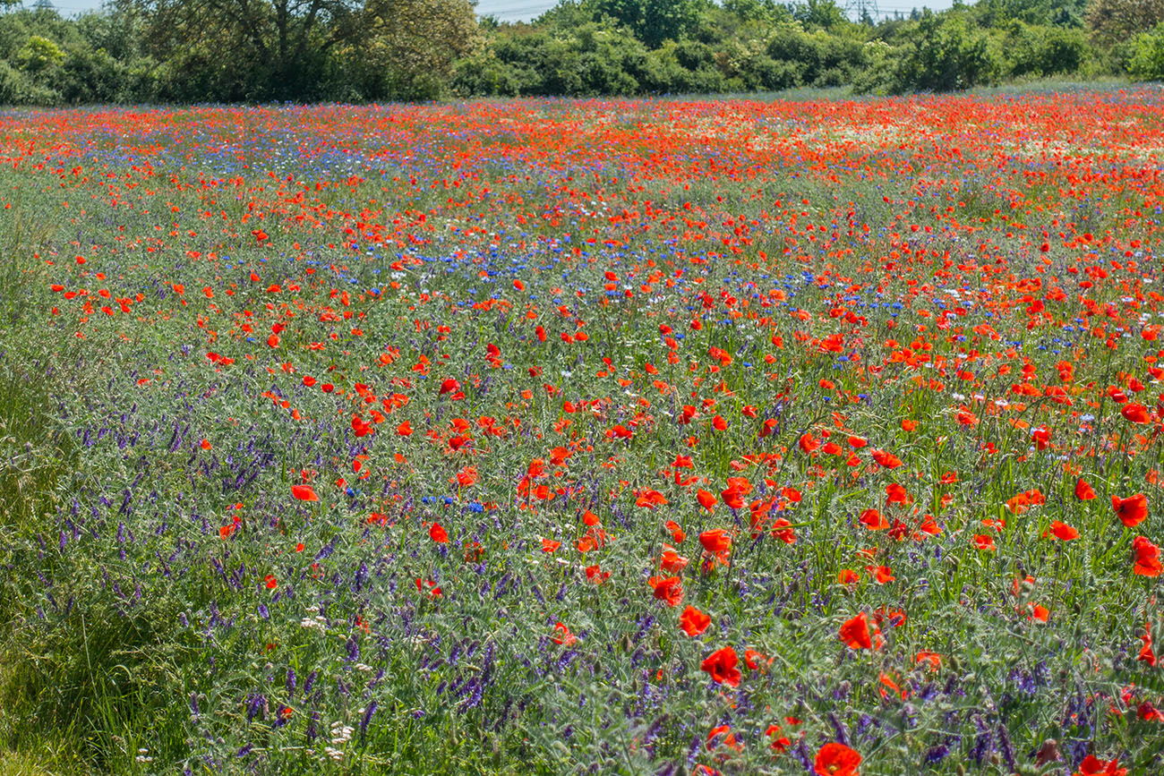Mohn und Kornblumen 