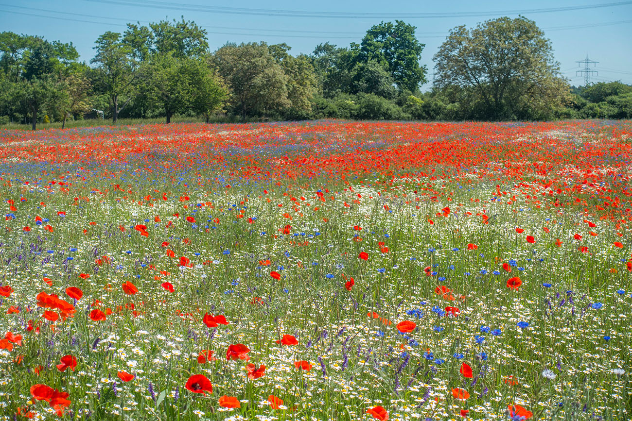 Blumenbilder