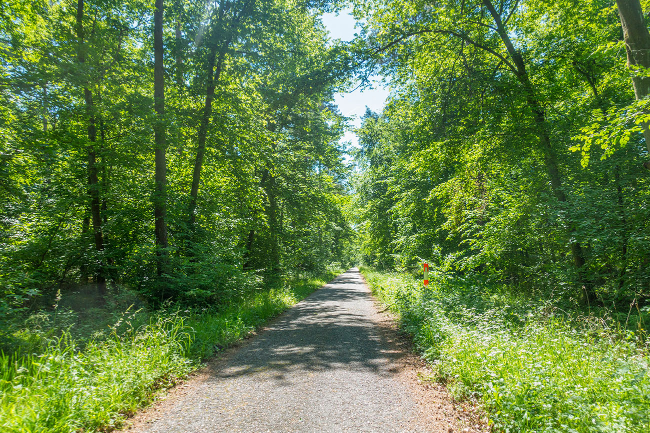Nach den vielen Feldern, geht es wieder mal durch den Wald 