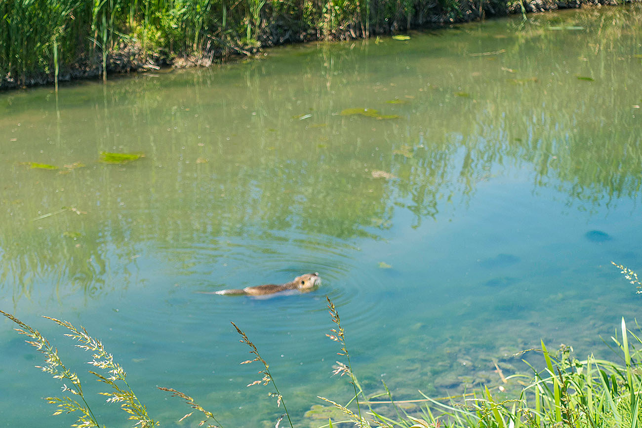 Ein Nutria in der Pfinz (leider unscharf) 