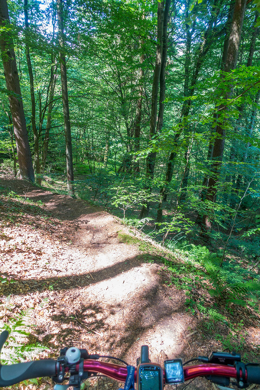Weiter durch den Wald 