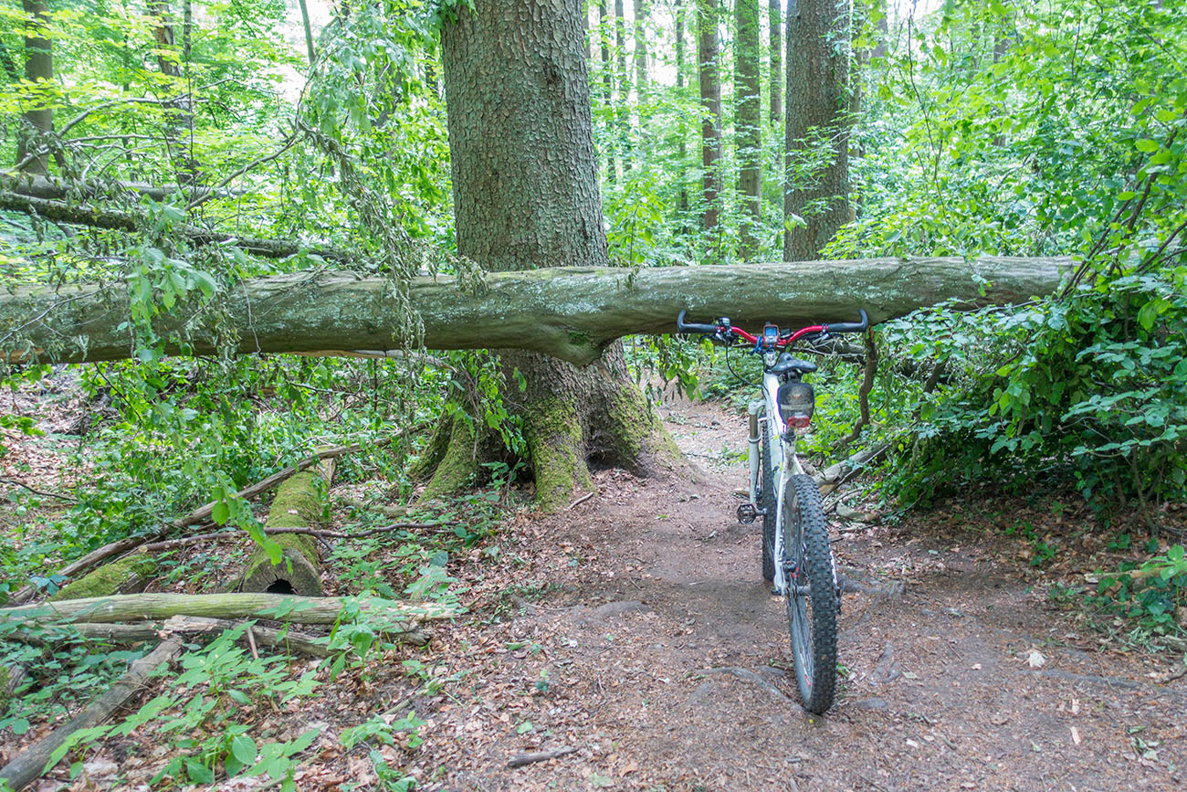 Nicht nur ein Baum versperrt den Weg ;-) 