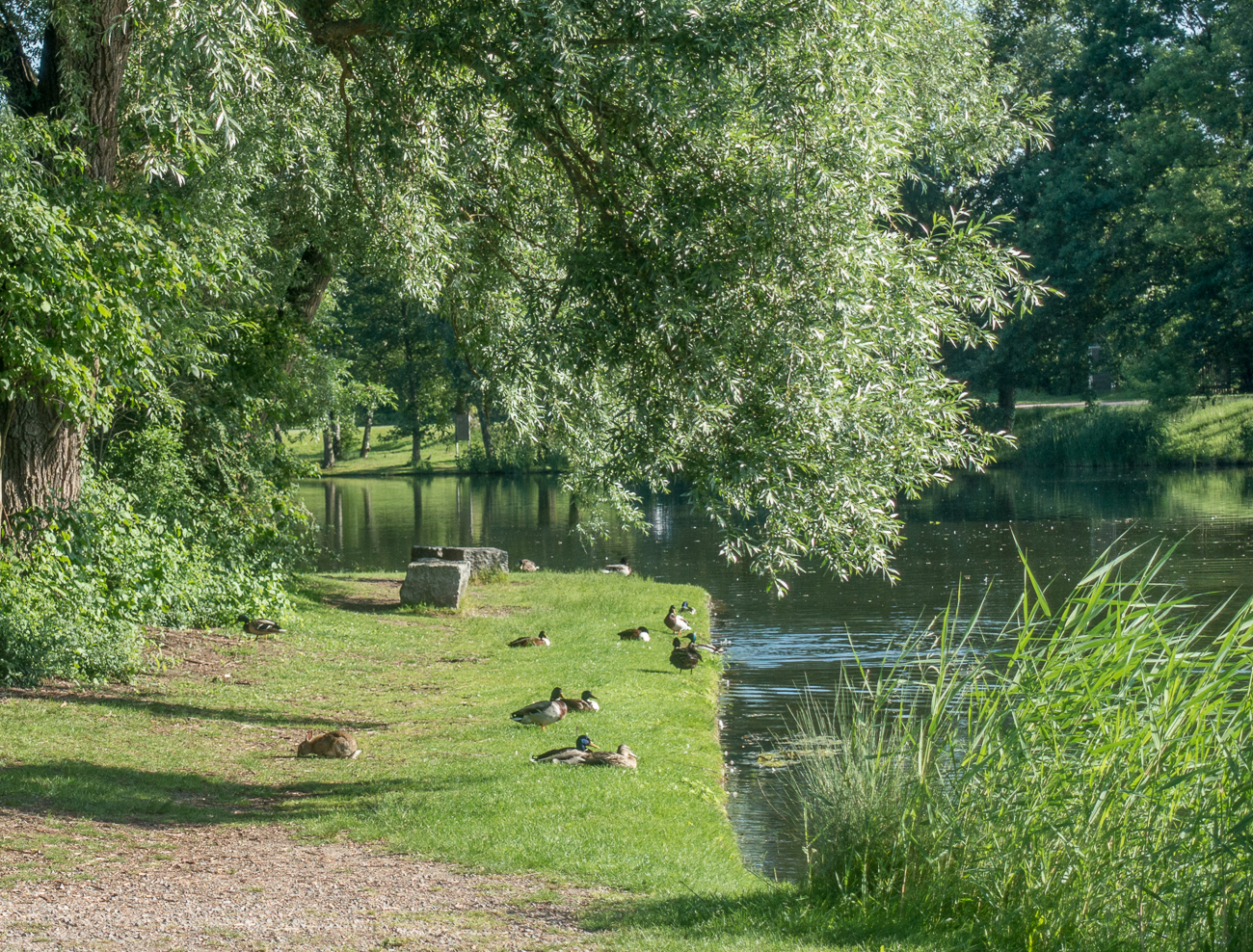 Kaninchen und Enten