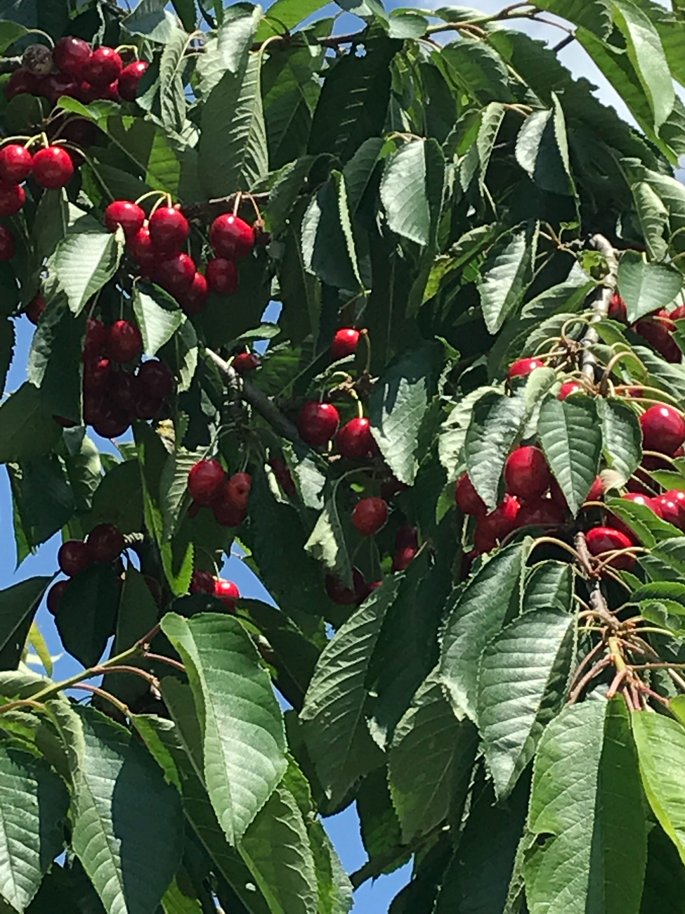 Rote Kirschen (leider nur ein Handy-Foto :-( )