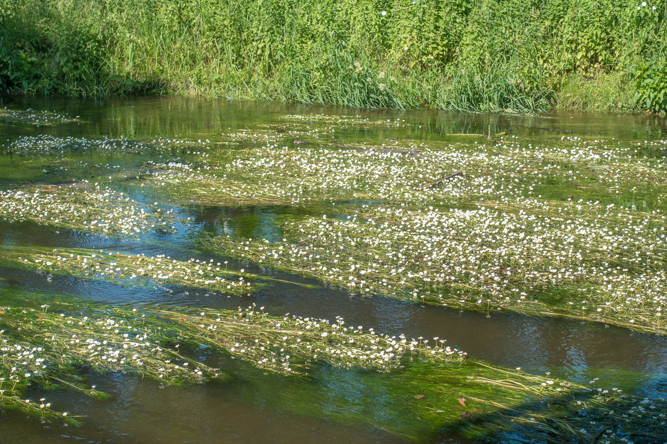 Viele Blüten auf der Alb