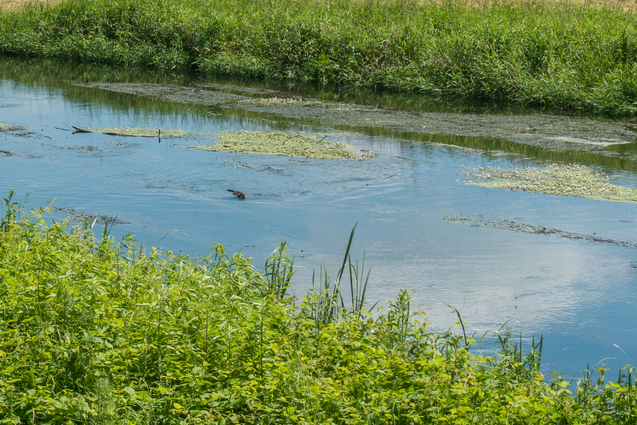 Nutria in der Alb