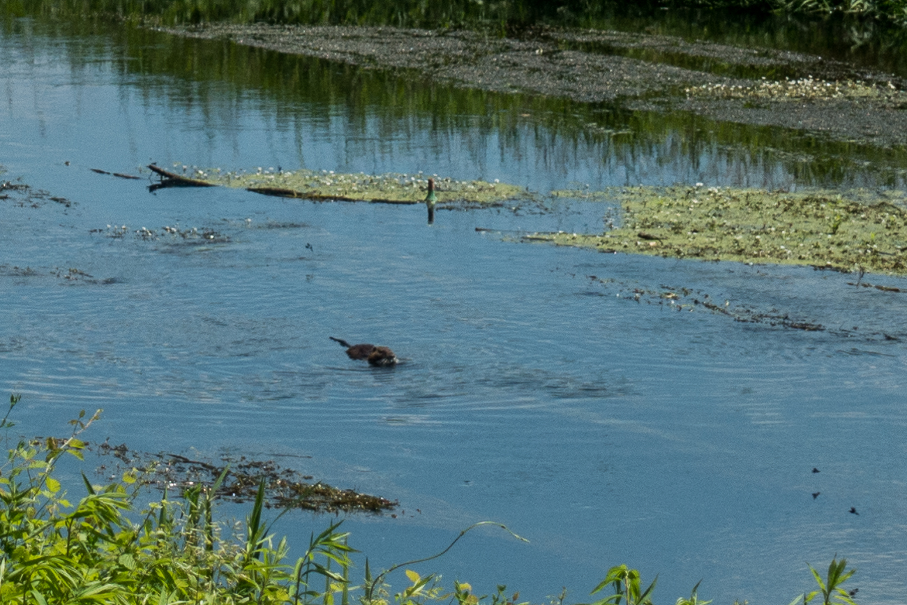 Nutria in der Alb stark vergrößert