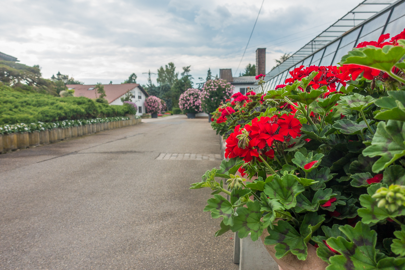Blumen bei einer Gärtnerei