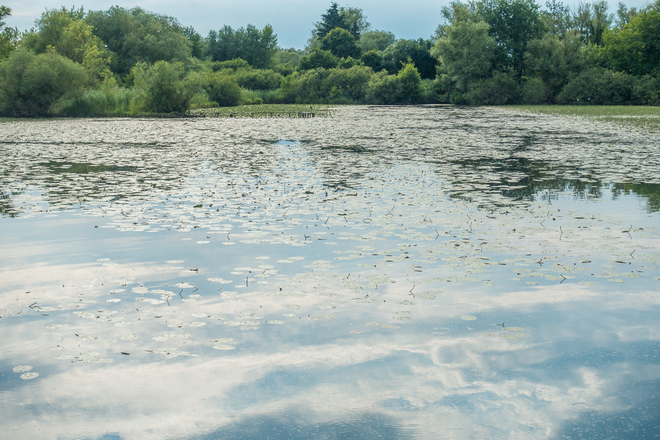 Teich bei Berg ...
