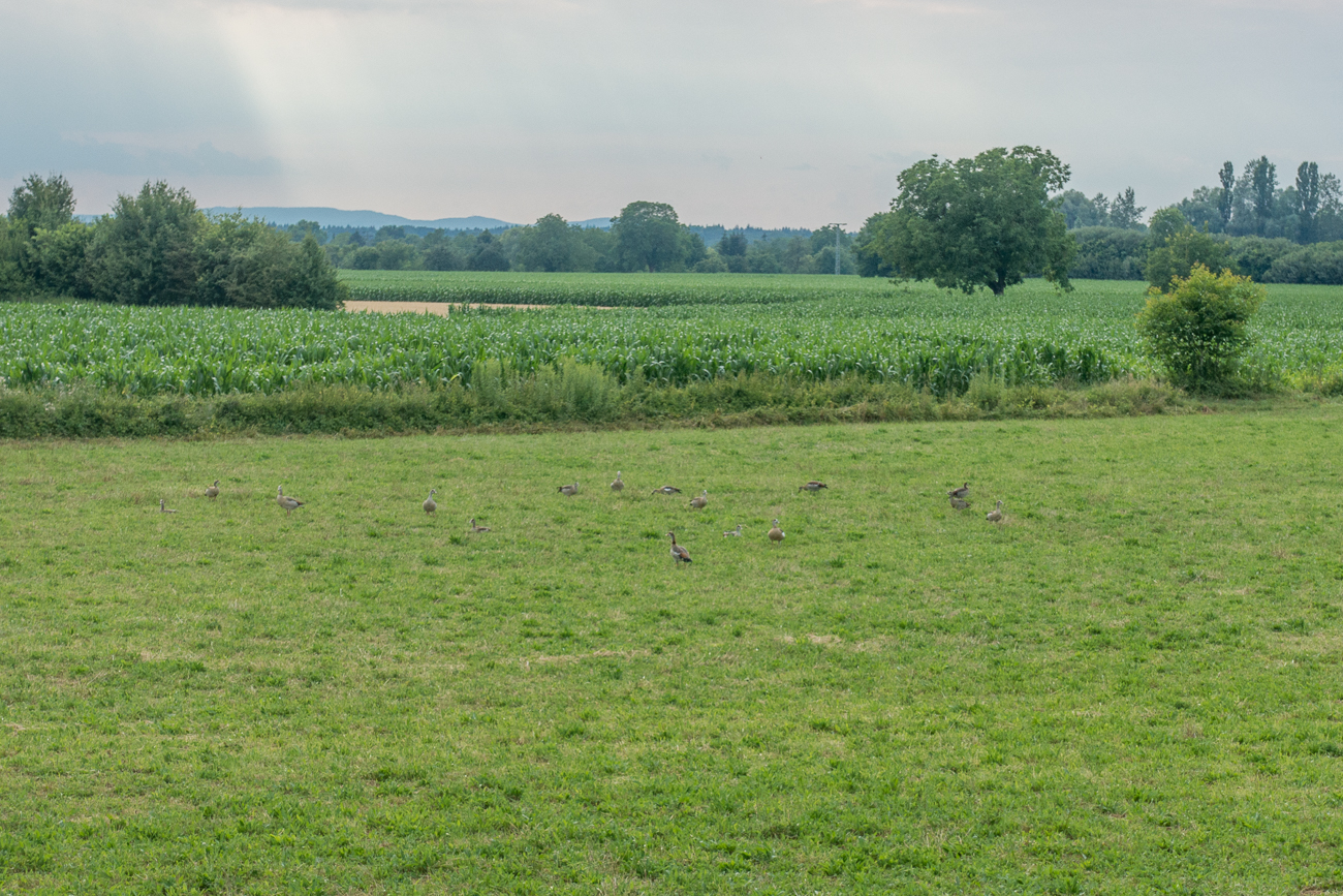 Weidende Gänse