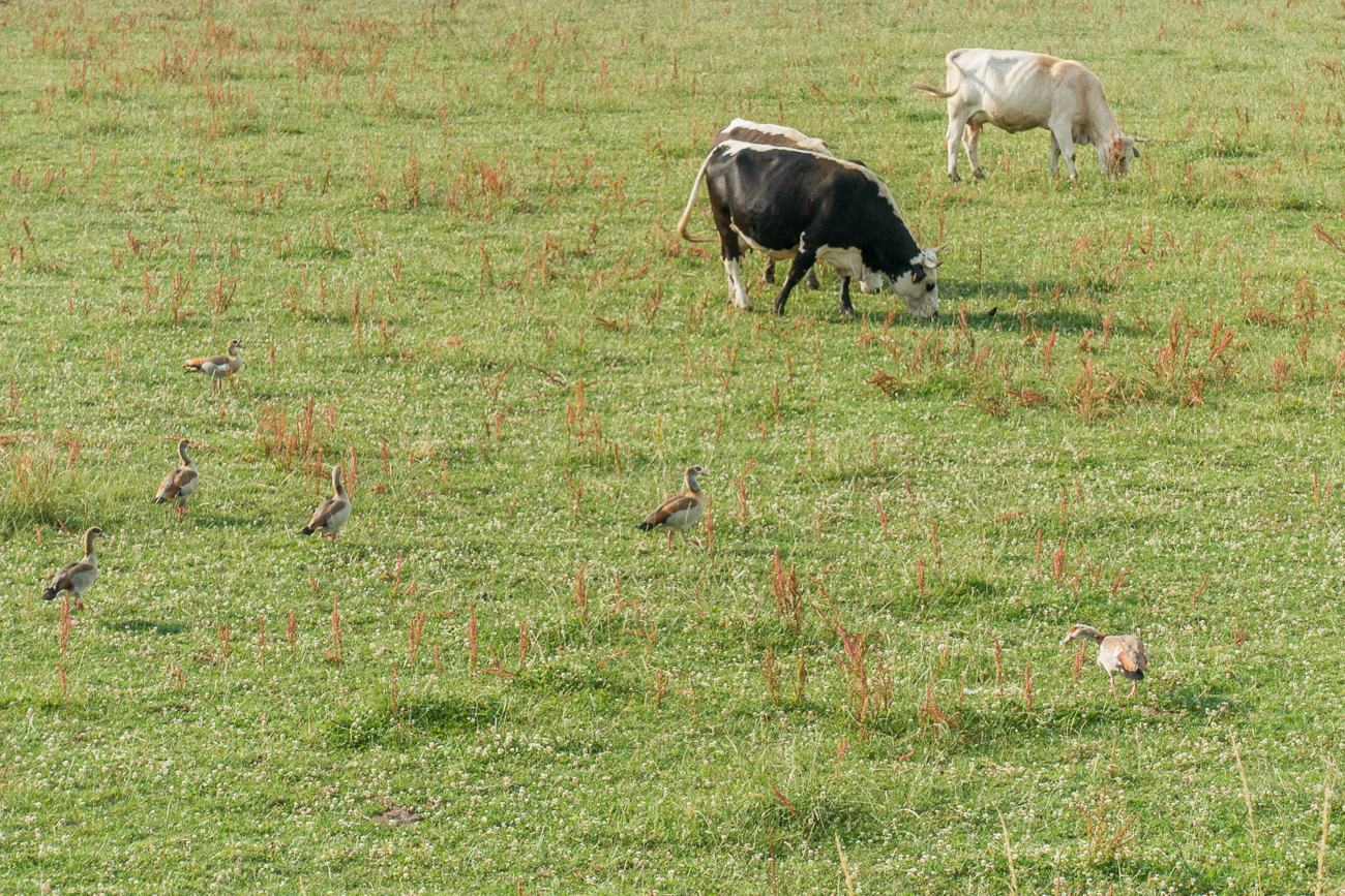 Gänse und Kühe weiden gemeinsam