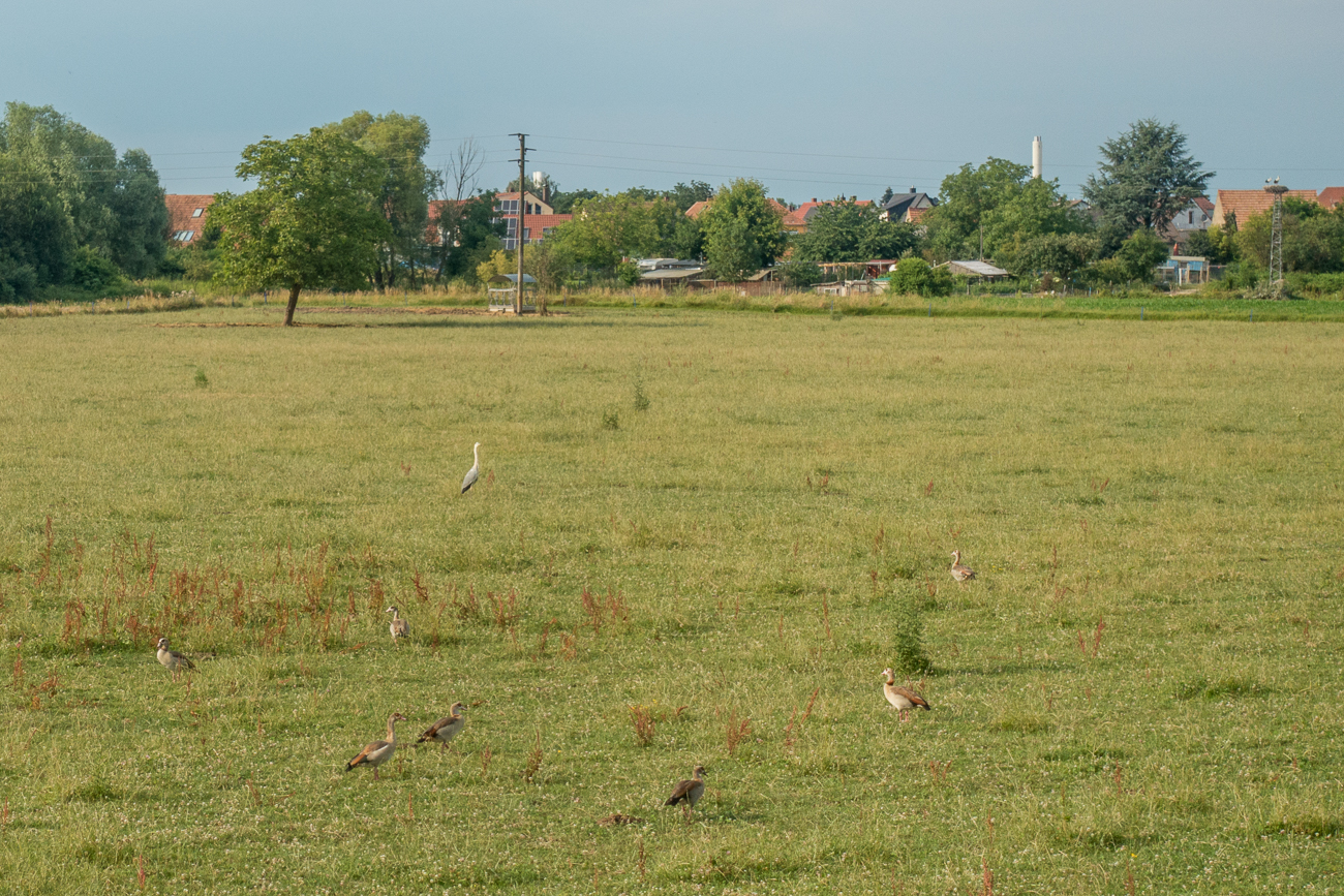 Nochmal die Gänse auf der Weide