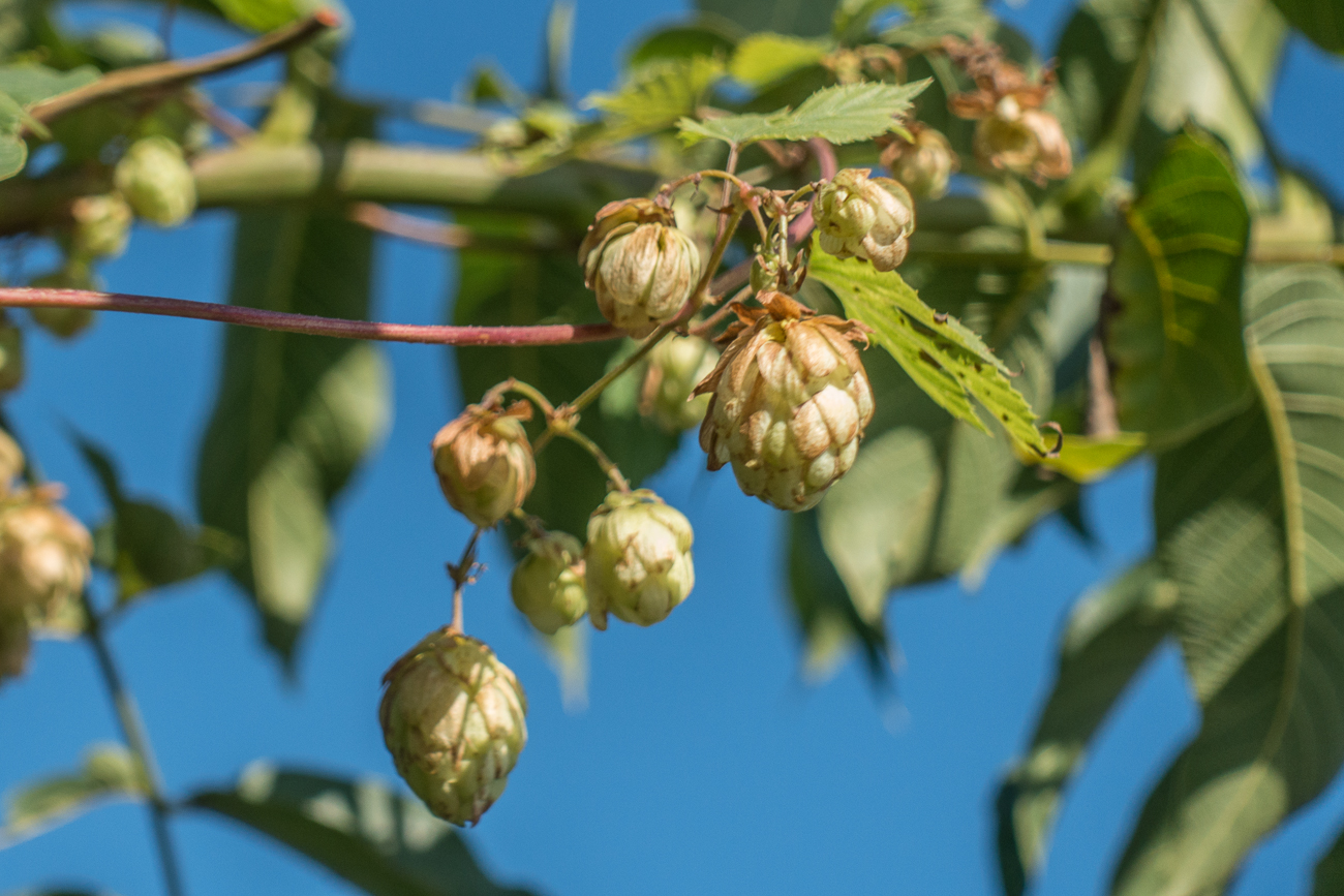 Hier wächst sogar Hopfen