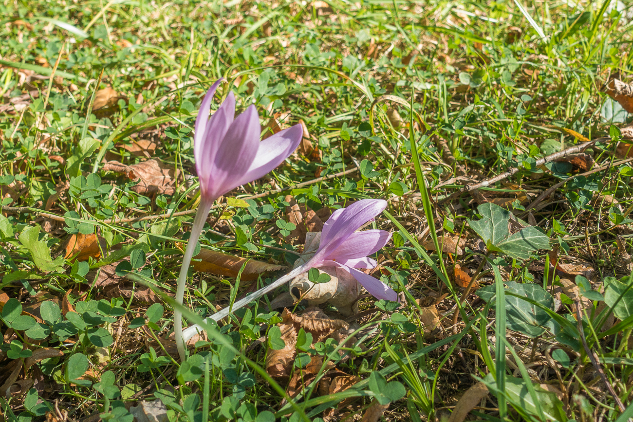 Herbstzeitlose