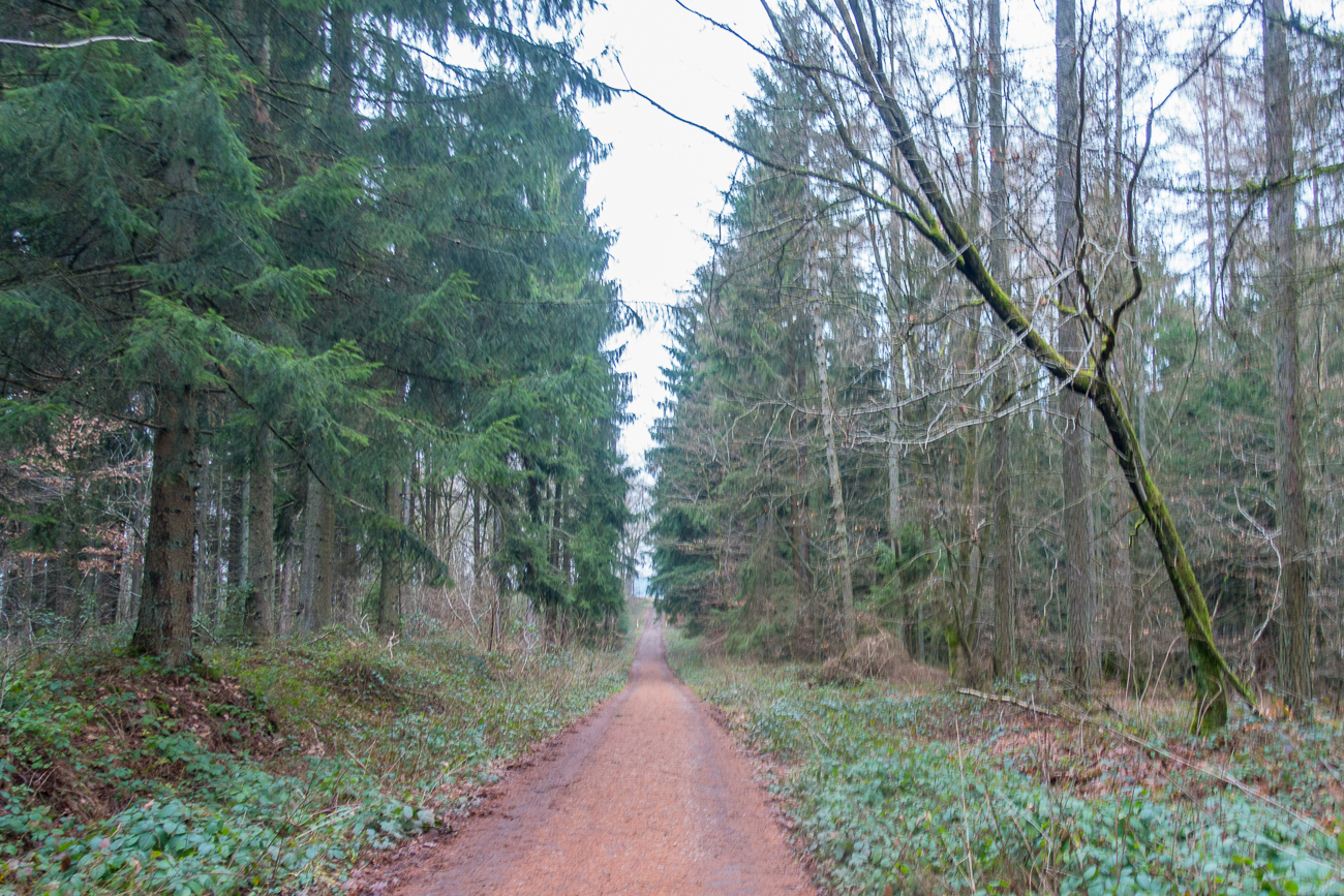 Breiter Waldweg an der Schäferei 