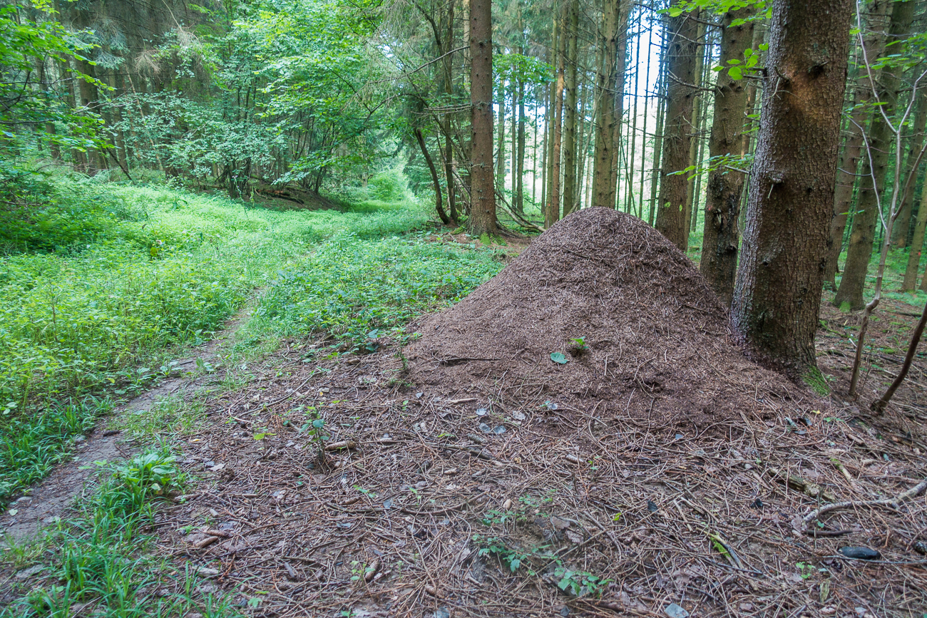 Ameisenhaufen, nur gucken, nicht anfassen