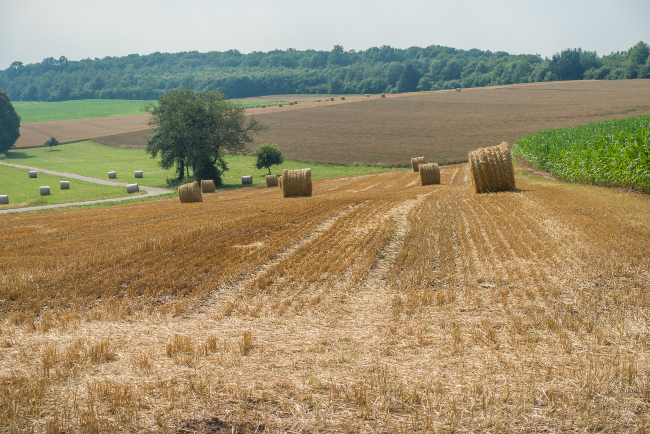 Abgeerntetes Feld