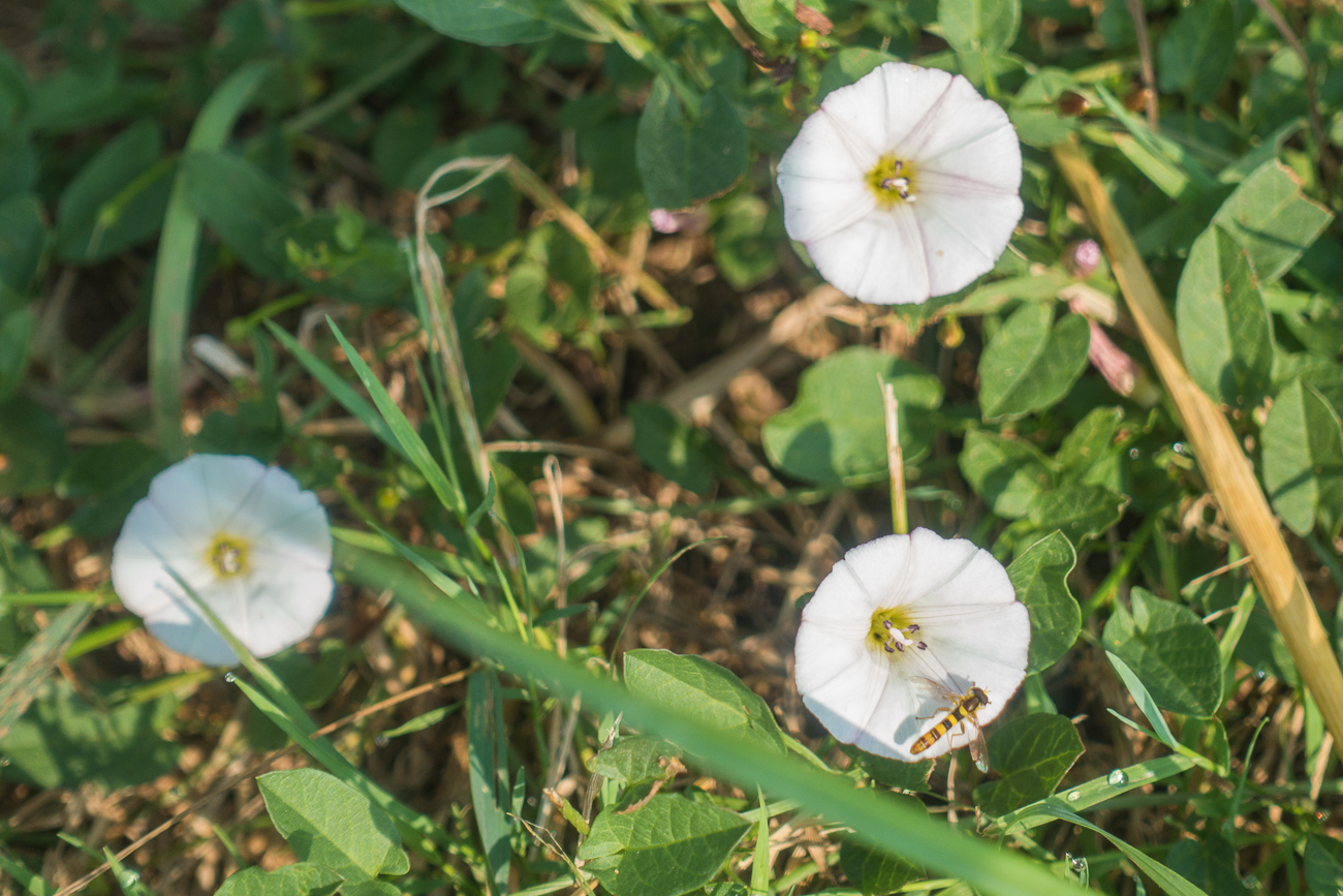 Blümchen am Feldrand