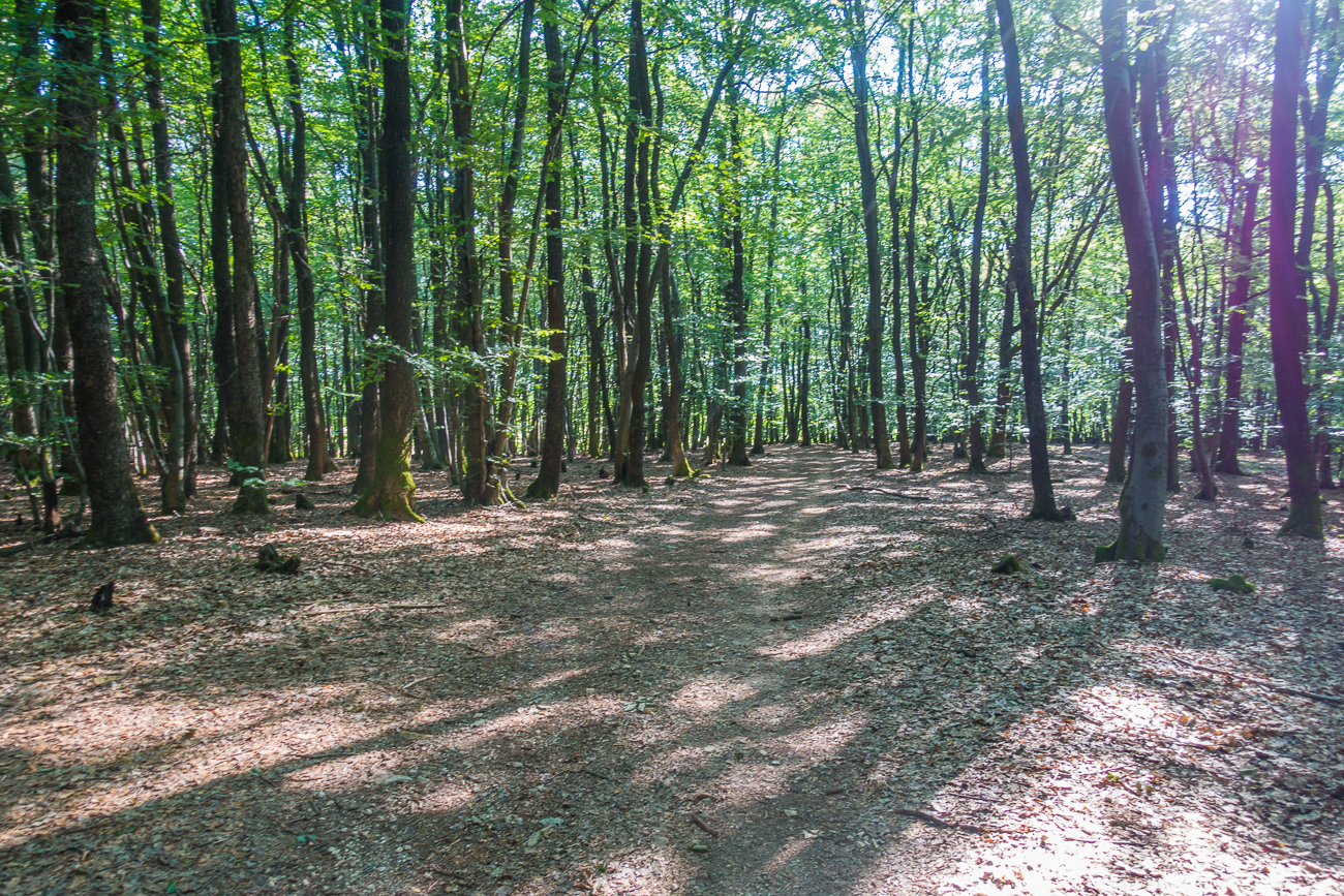 Durch den Wald