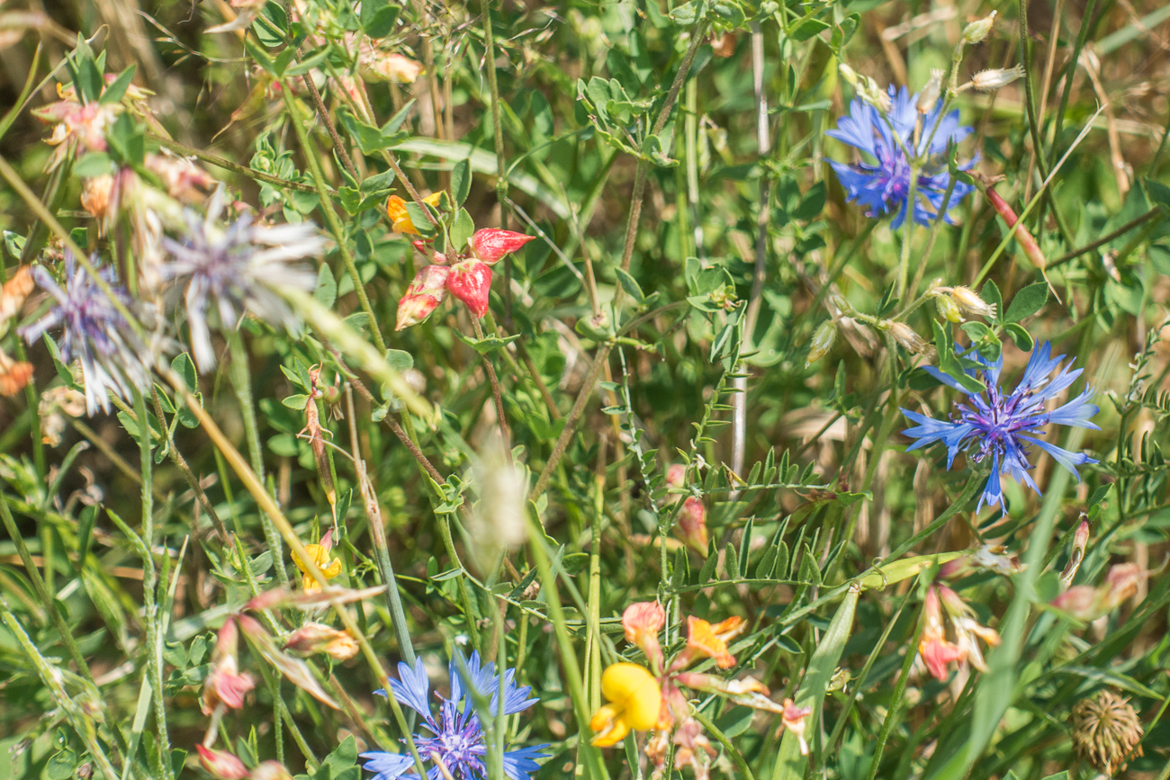 Kornblumiger Sommergruß