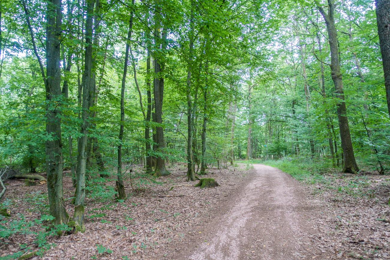 Der Wald schützt vor dem Regenschauer