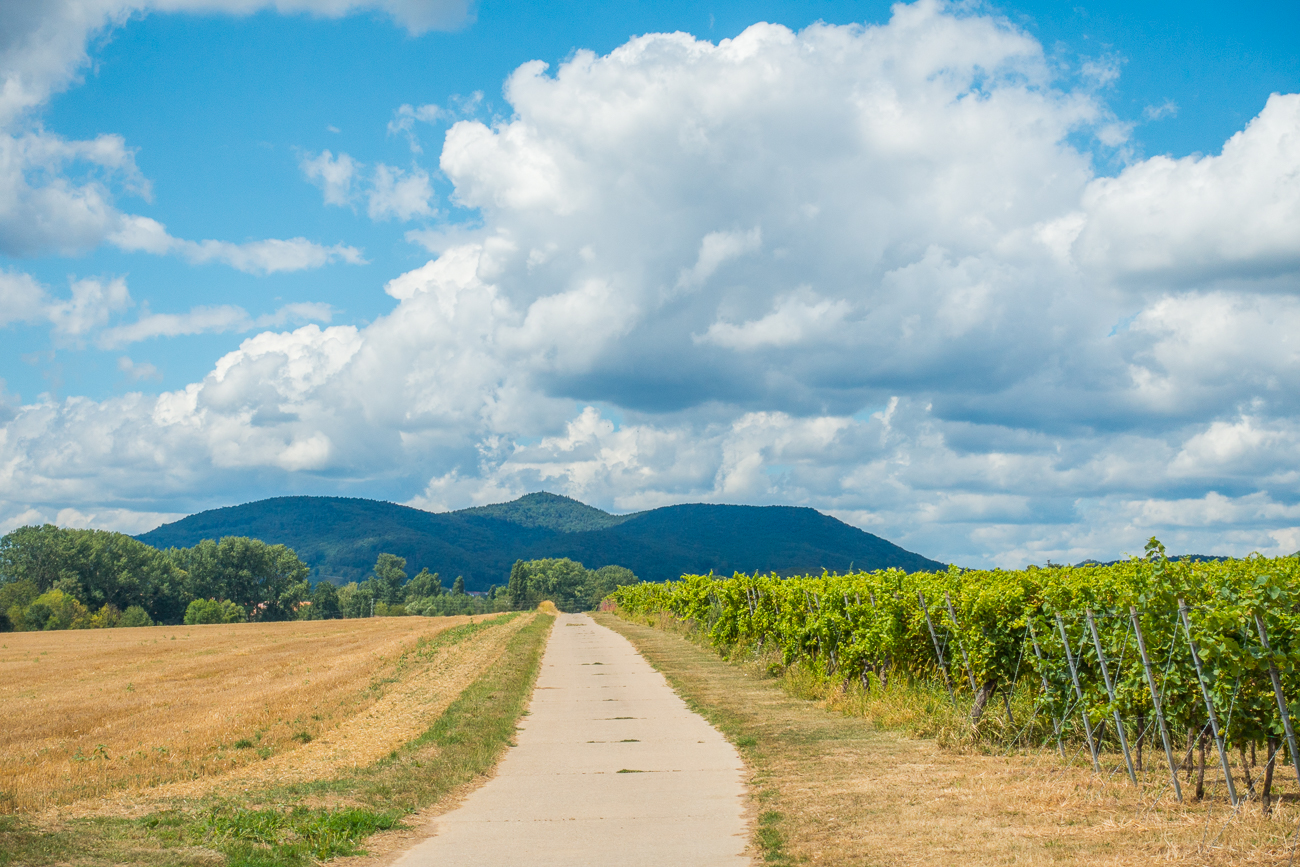 Mit zunehmender Höhe wechselt die Landschaft von Maisfeldern zu Weinbergen