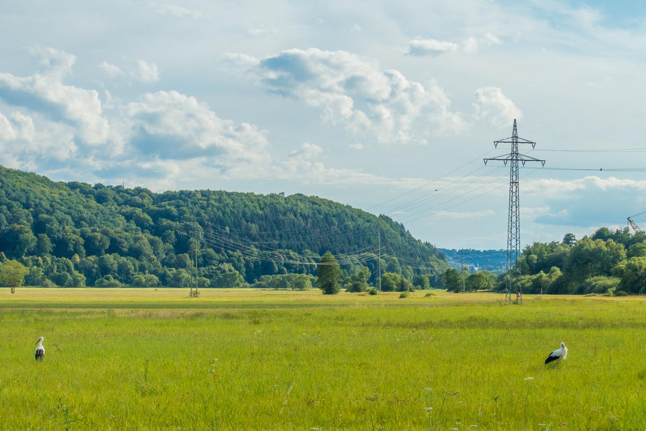 Störche an der Blies