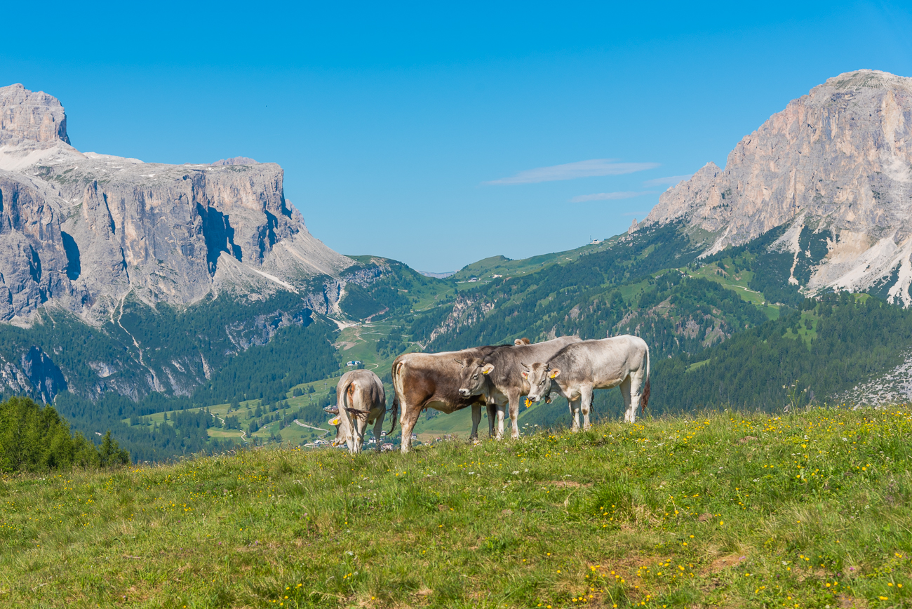 Grödner Joch mit Kühen