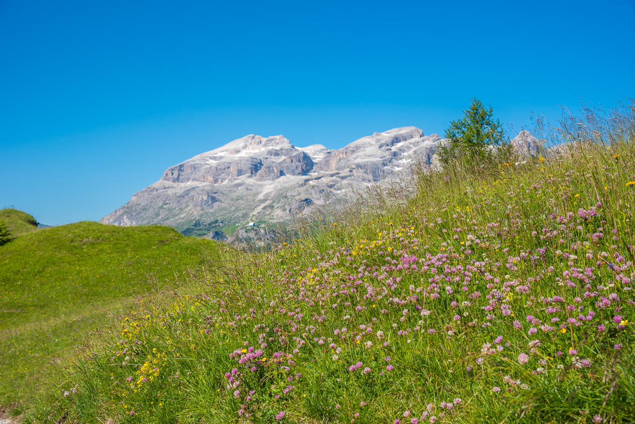 Saftige Blumenwiese