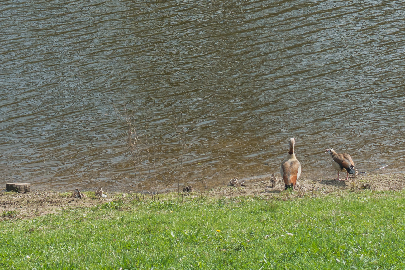 Nilgansfamilie