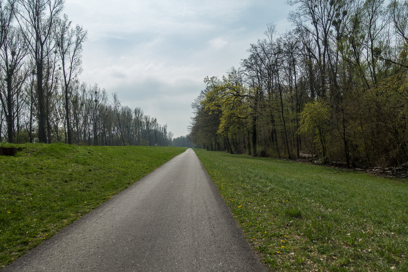 Auf dem Rheinhauptdamm geht es immer geradeaus