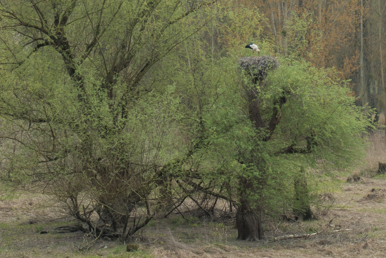 Storch im Nest, leider zu weit entfernt