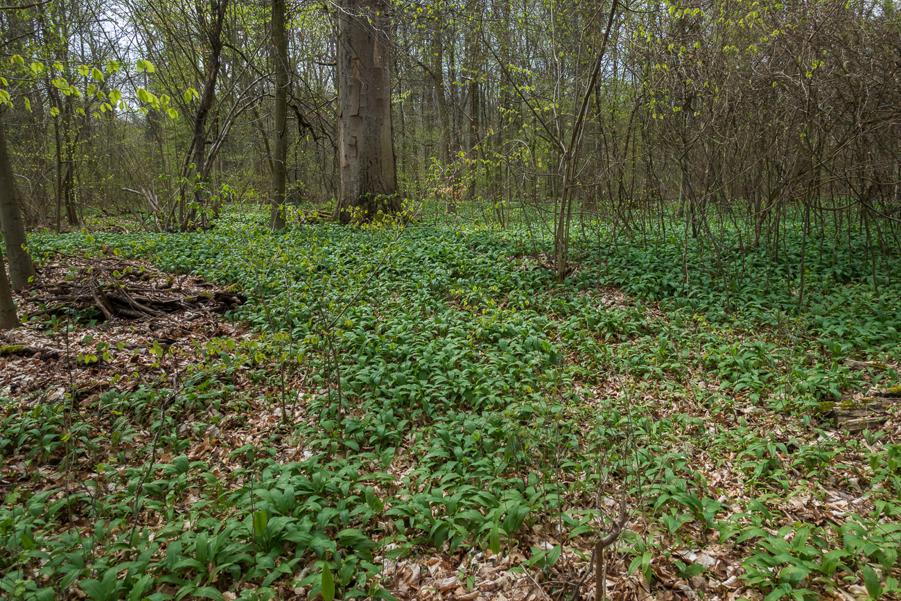 Der Wald ist voller Bärlauch - jetzt nicht mehr so ganz ;-)