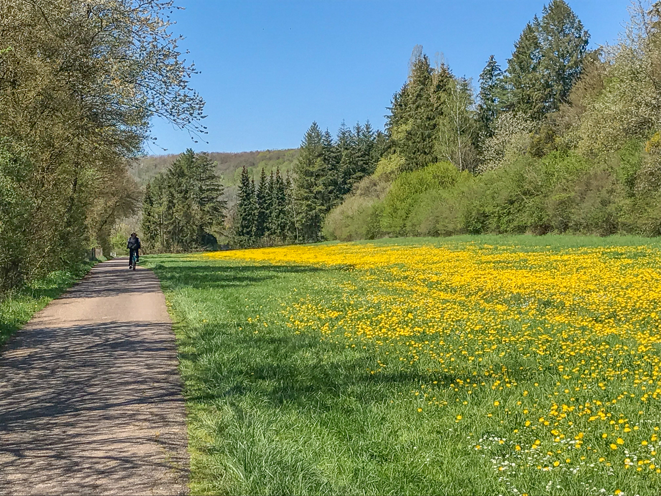 Löwenzahn im Überfluss