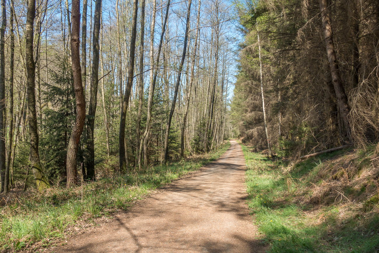 Hinter Lautzkirchen geht es in den Wald