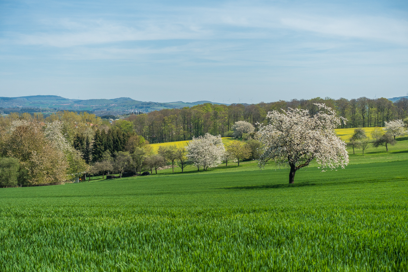 ... auf dem Feld und an den Bäumen