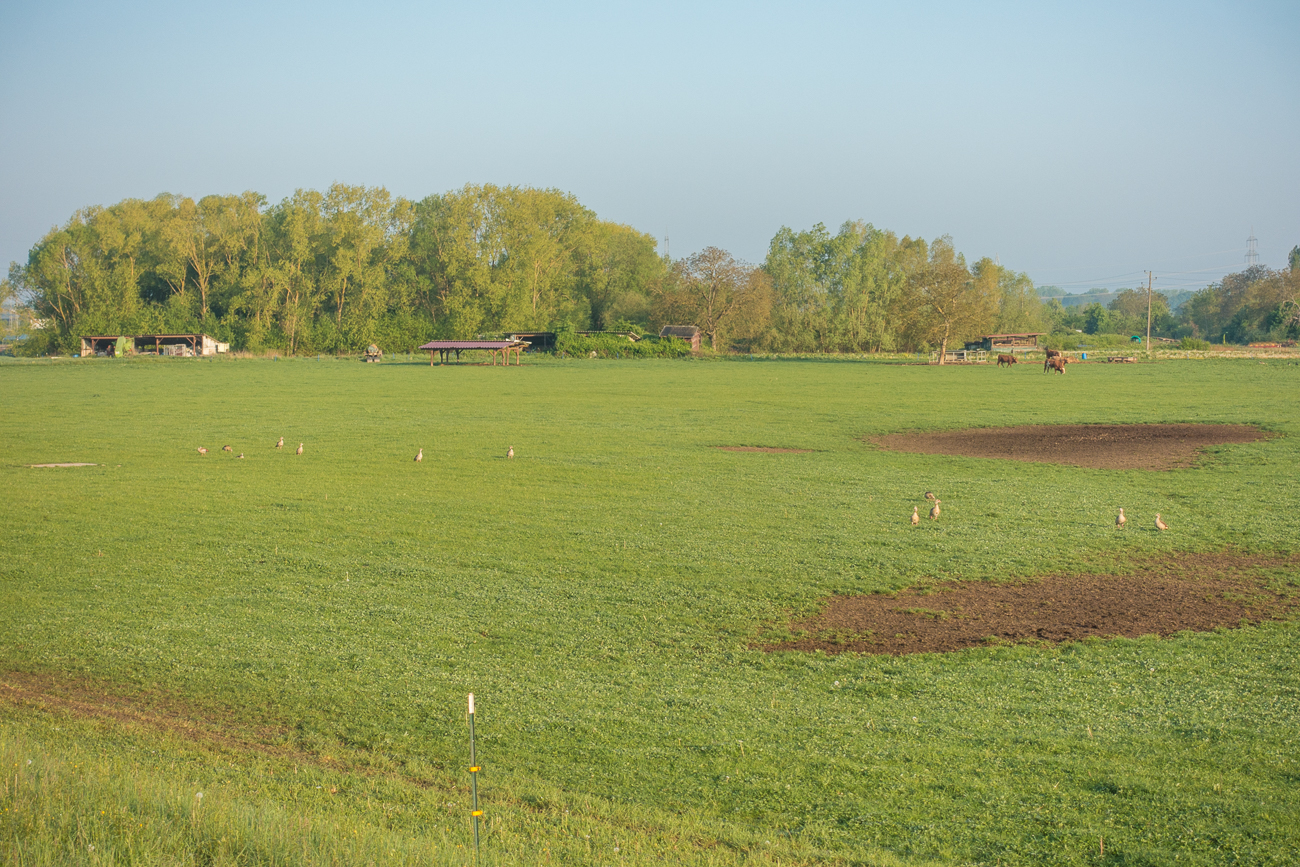 Gänse und Kühe weiden gemeinsam