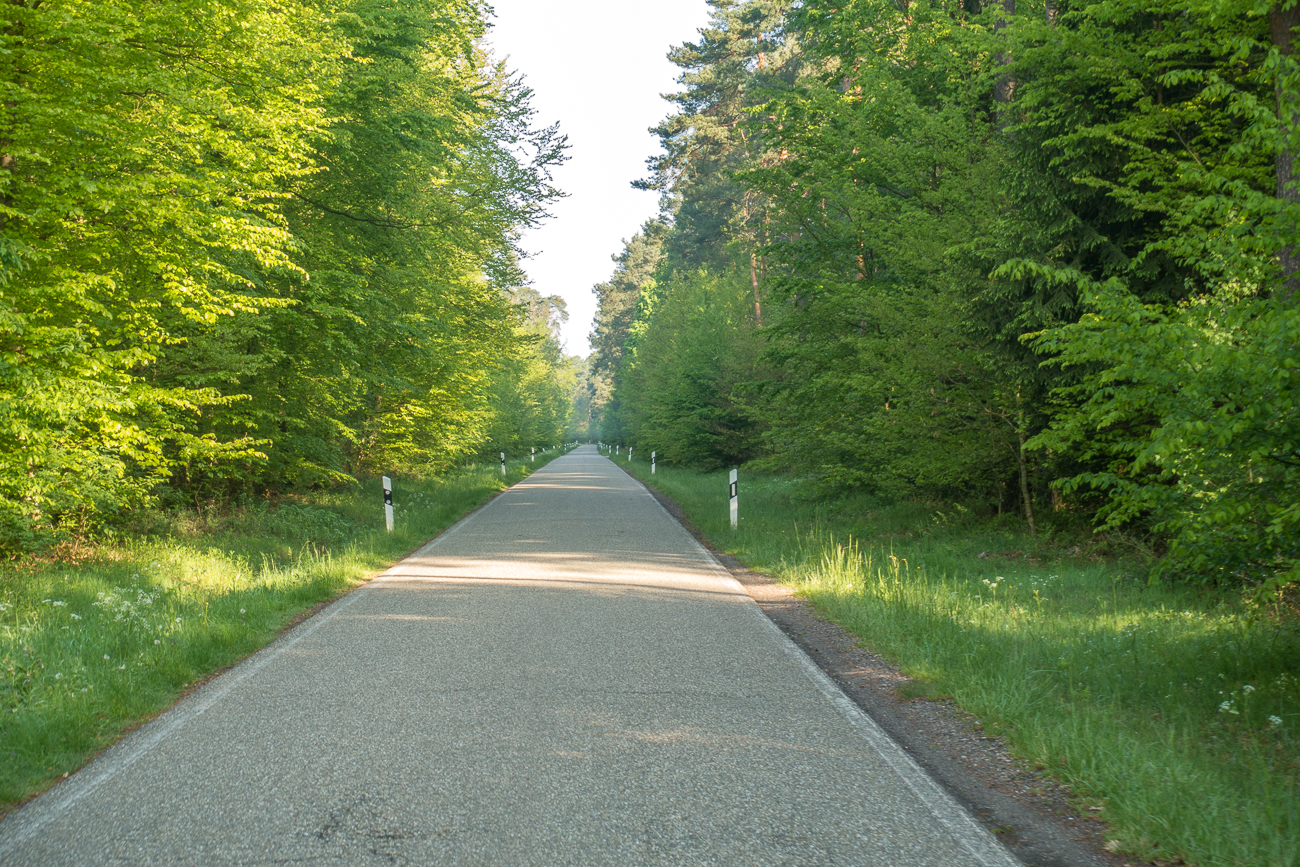 Im Bienwald: Kann ich garnicht leiden, geradeaus bis zum Horizont
