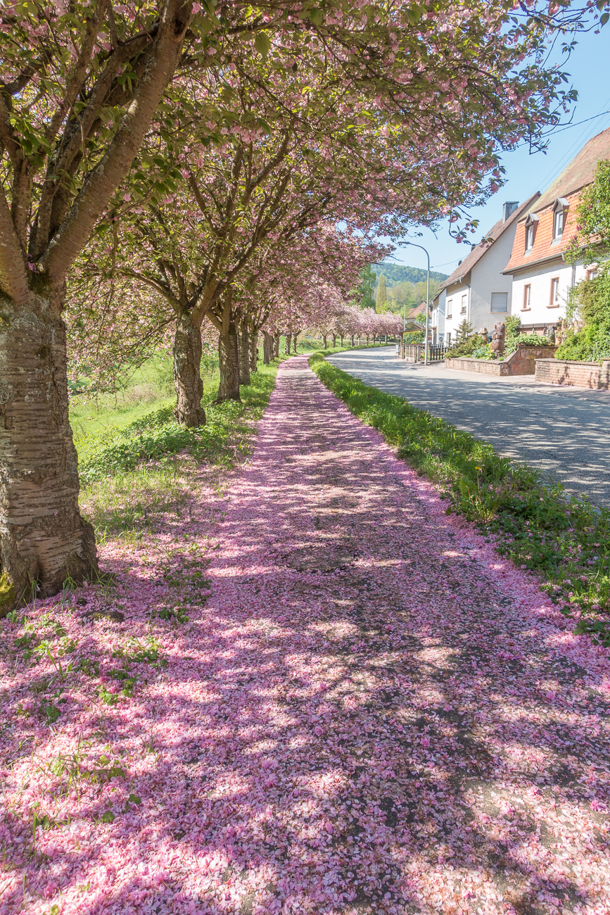 Blütenregen