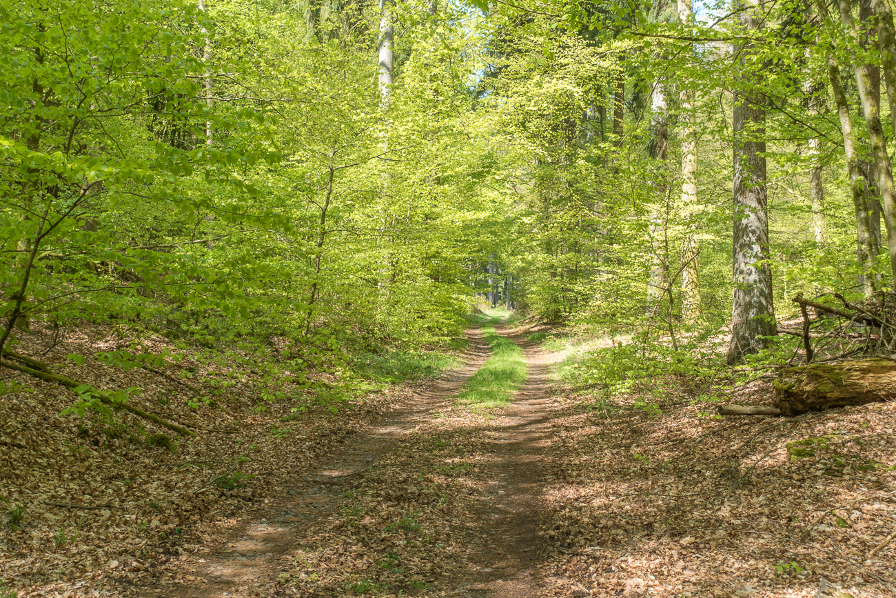 Die Steigung fing harmlos an, später musste ich sogar schieben. Nicht umsonst heißt diese Stelle "Eselsteich"