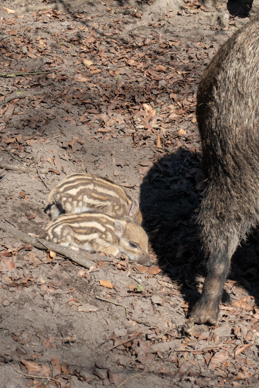 Frischlinge am Naturzentrum Rappenwört