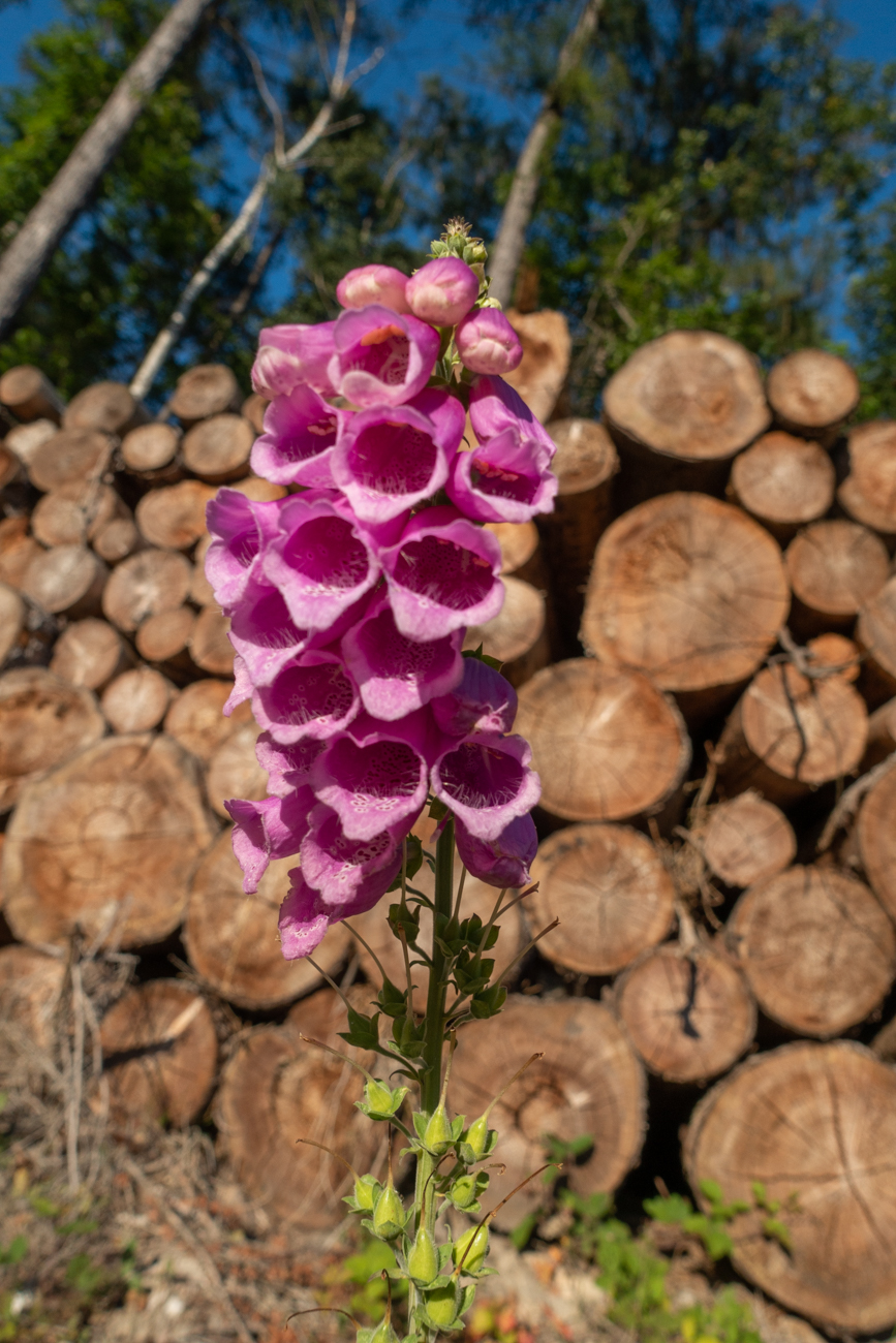 Überall im Wald steht der Fingerhut