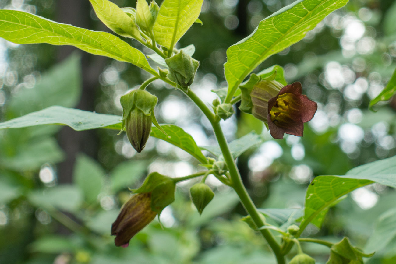 Schwarze Tollkirsche [Atropa belladonna] (Waldnachtschatten)