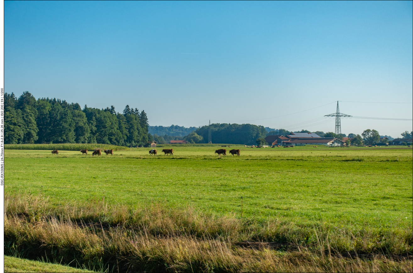 Kuhweiden zu beiden Seiten
