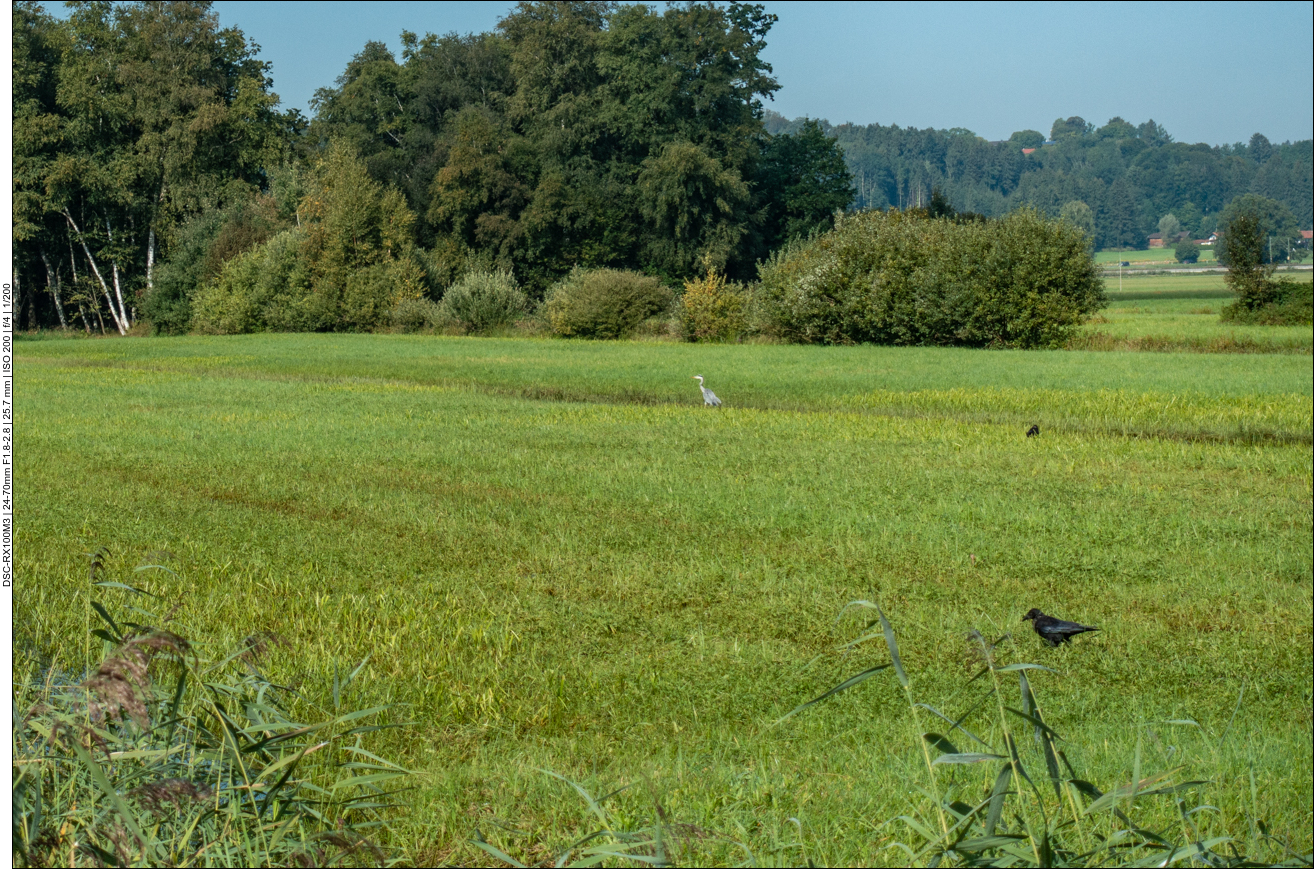 Graureiher und Krähen