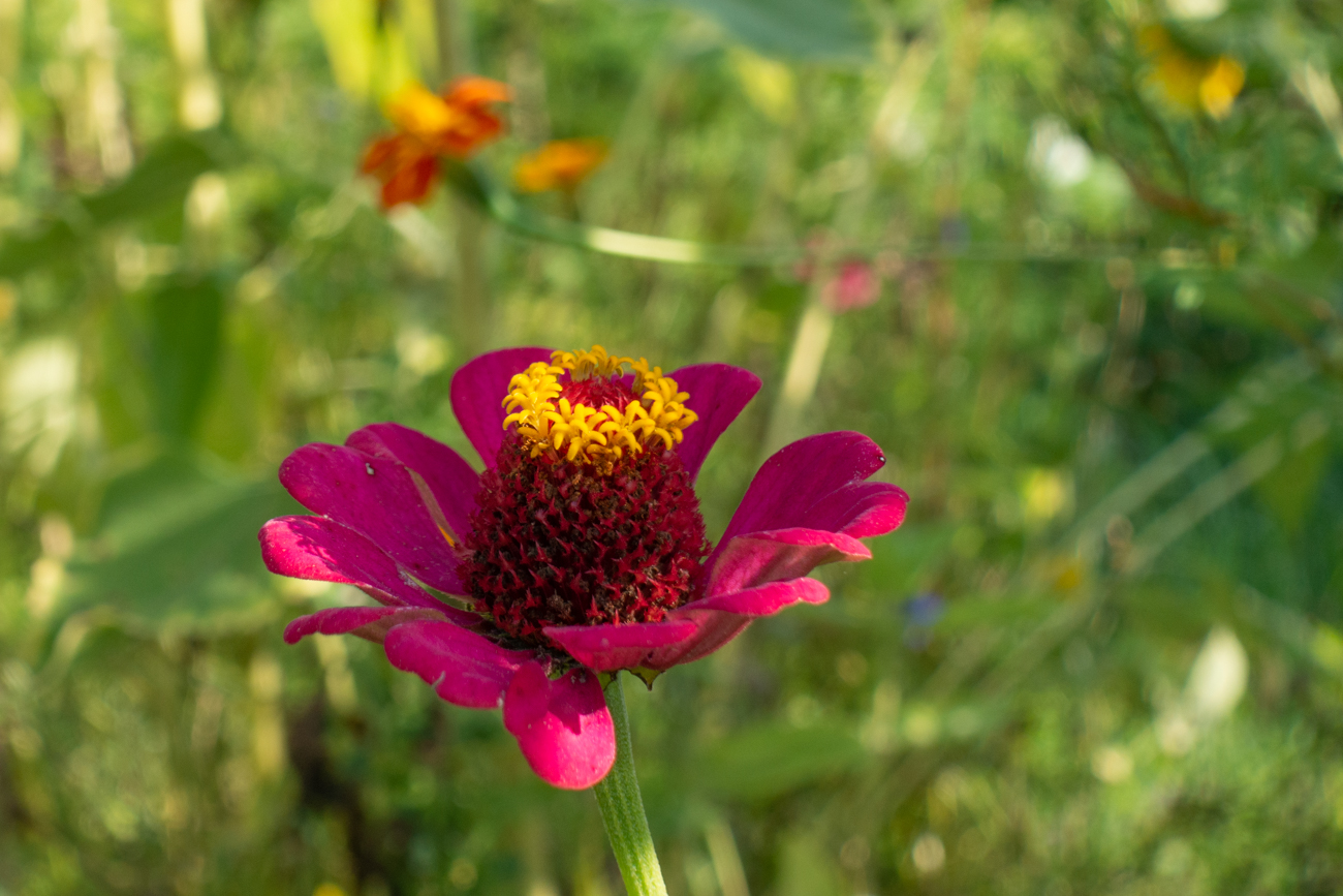 Große Zinnie [Zinnia elegans]