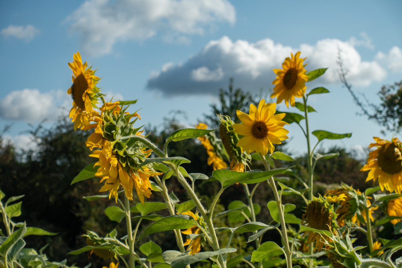 Sonnenblumen erheitern das Gemüt