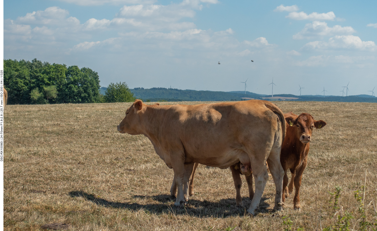 Mutterkuh mit Kälbchen