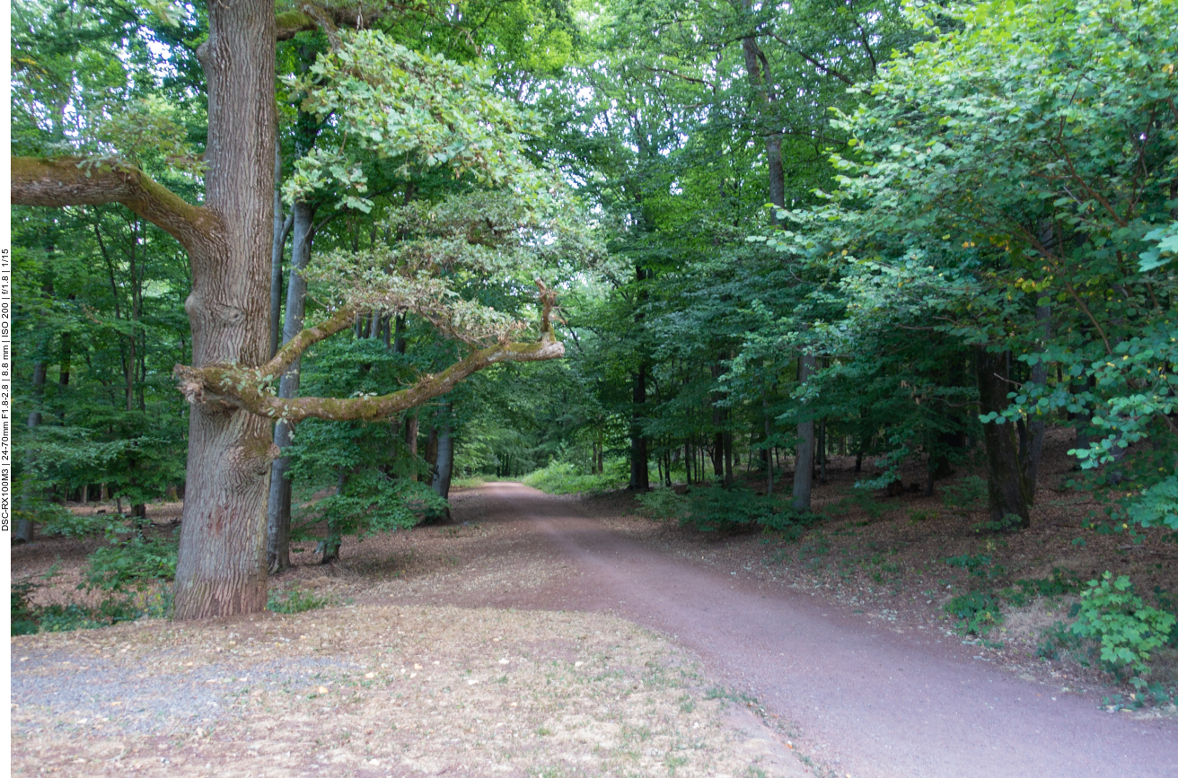 Ab durch den Wald