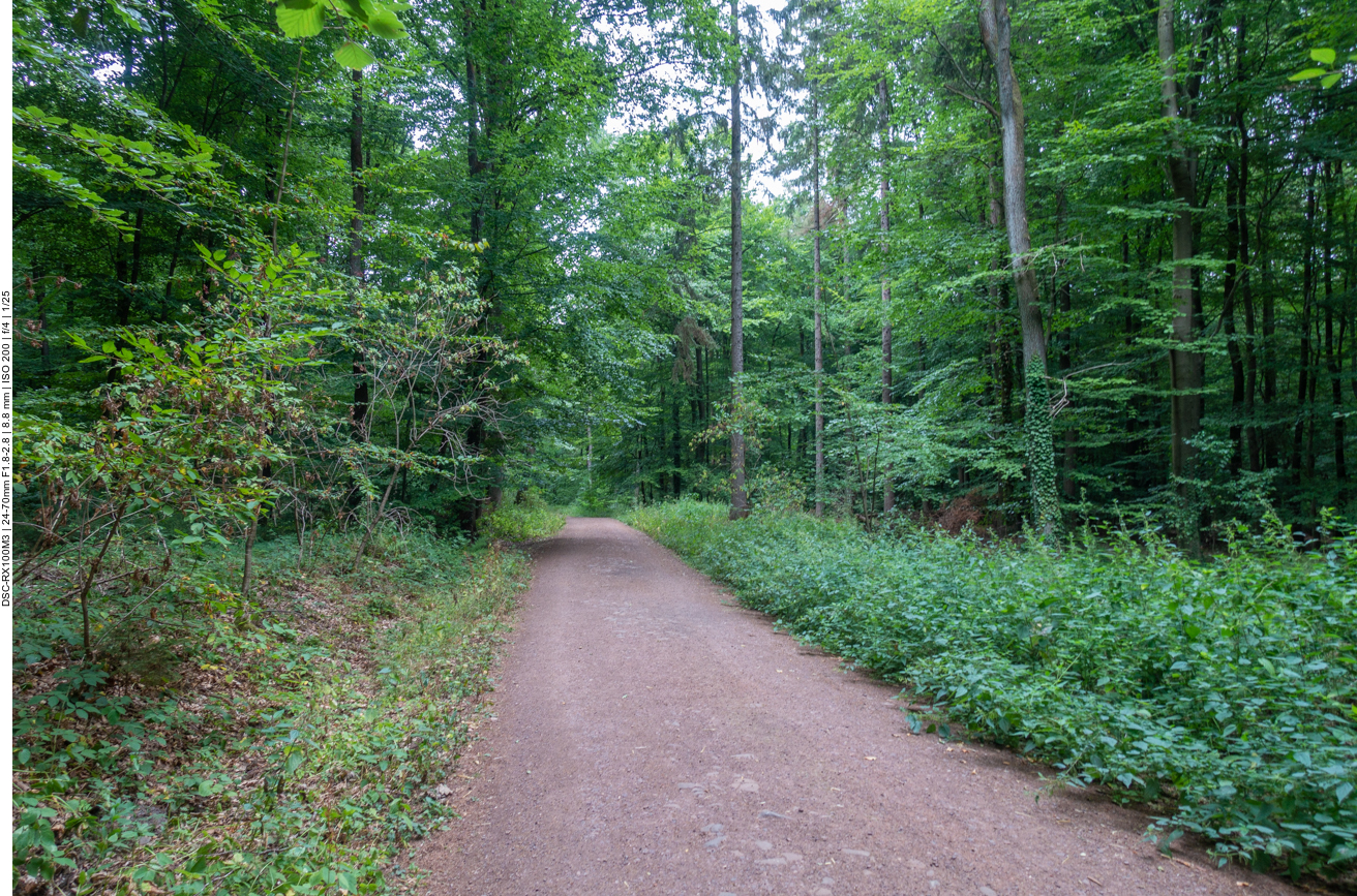 Auf feinem Schotter durch den Wald